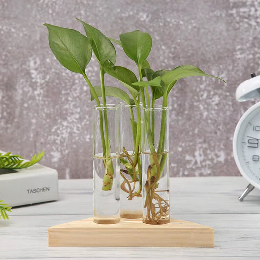 Elevate Your Space with Our Modern Glass Vase Terrarium – Ideal for Hydroponics and Bonsai!